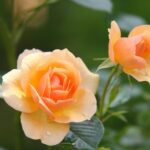 Beautiful orange roses in full bloom with delicate petals in a lush green garden.